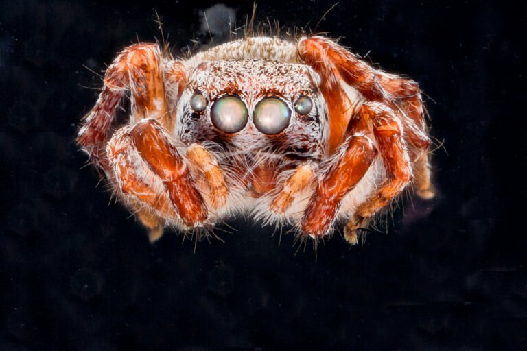 Jumping spider (Salticidae) in a USGS reference photograph