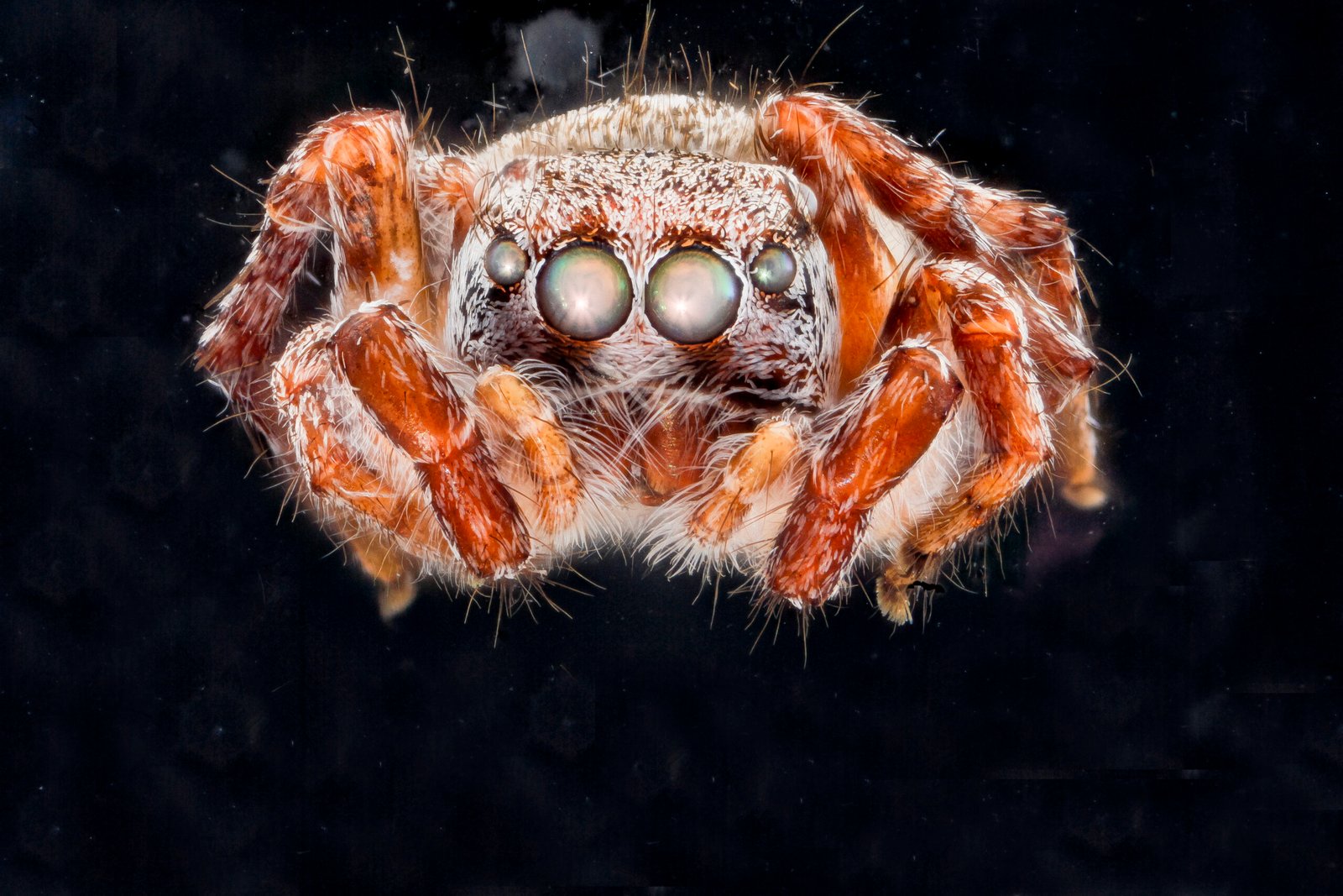 Jumping spider in a USGS reference photograph