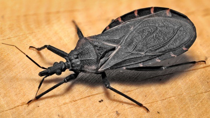 CDC PHIL reference image of a kissing bug Triatoma species