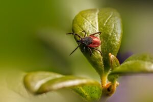 Tick on a leaf for lone star tick versus Hyalomma tick comparison