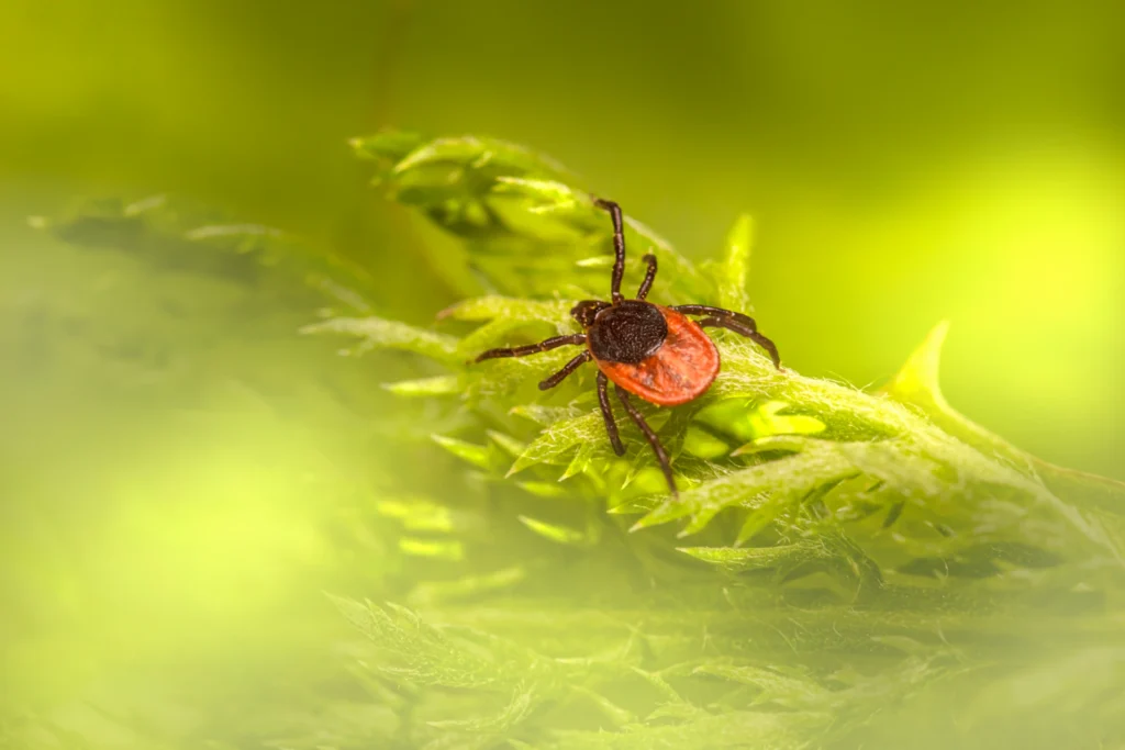 Macro photograph of a tiny red arthropod on vegetation, general editorial context only