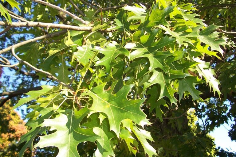 Northern pin oak foliage representing oak leaf itch mite exposure context