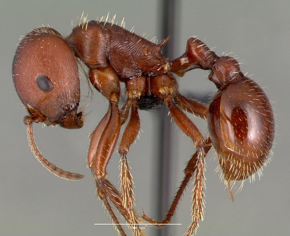 Profile view of a red harvester ant Pogonomyrmex barbatus