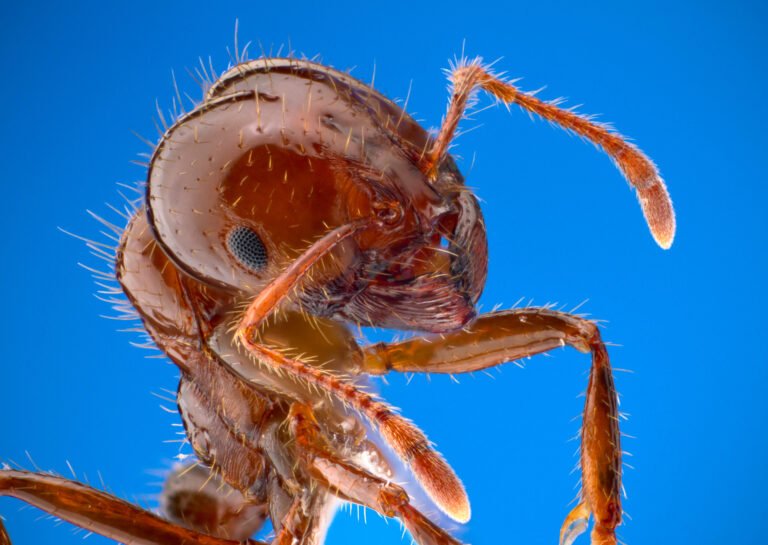 Macro reference image of a red imported fire ant Solenopsis invicta worker
