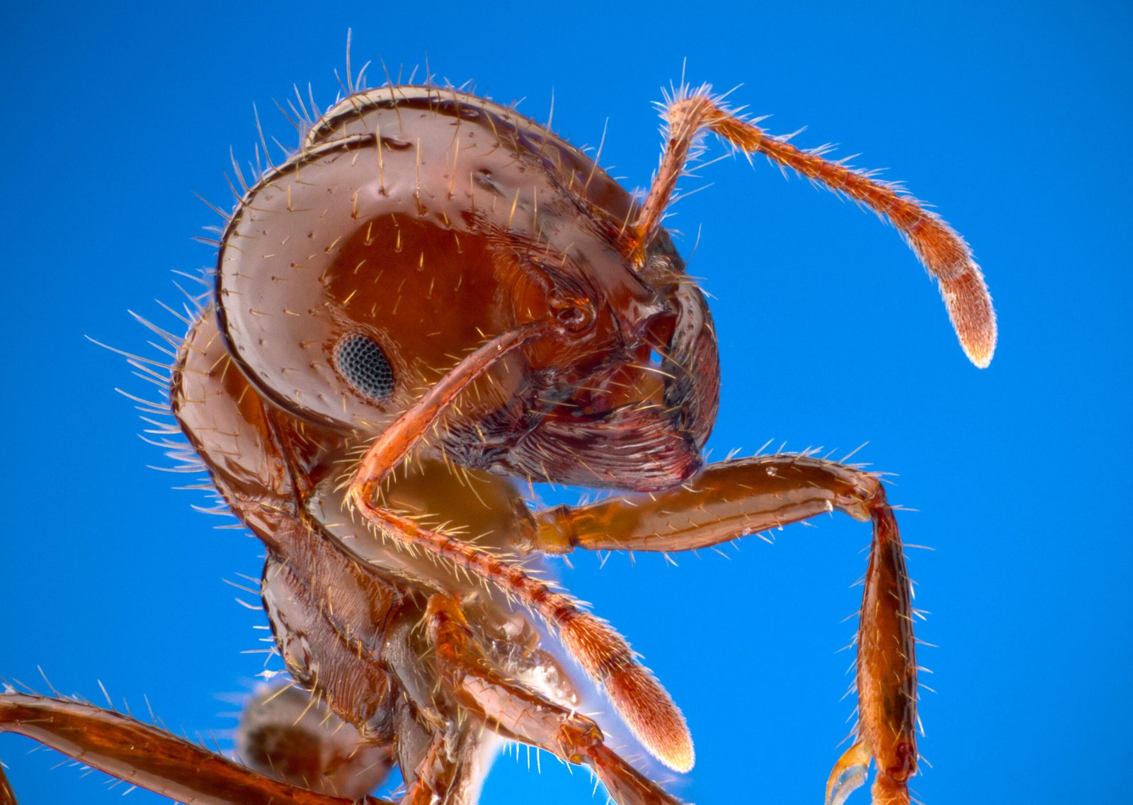 Red imported fire ant Solenopsis invicta reference