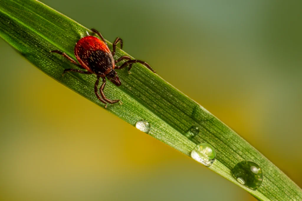 Macro photograph of a small red insect on a leaf, general editorial context only