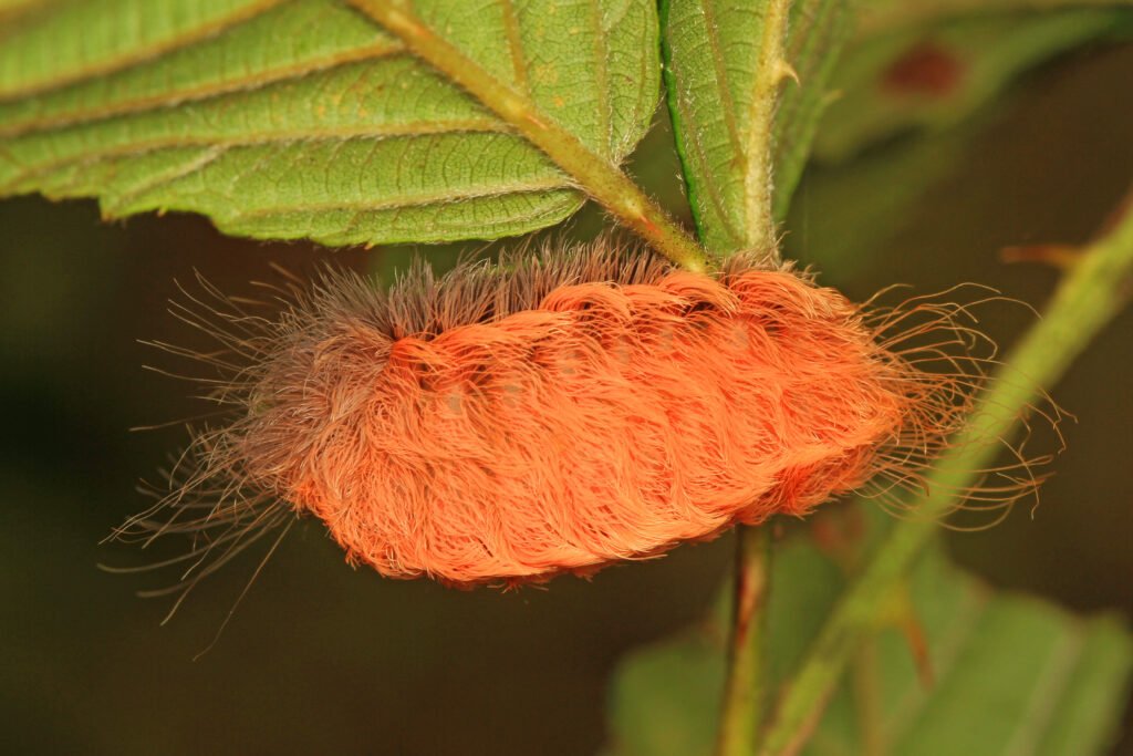 Southern flannel moth puss caterpillar (Megalopyge opercularis) on vegetation