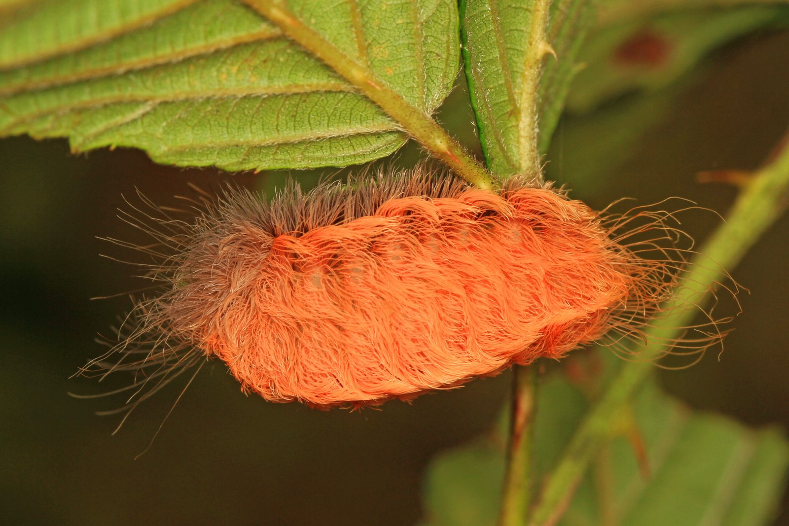 Southern flannel moth puss caterpillar on vegetation