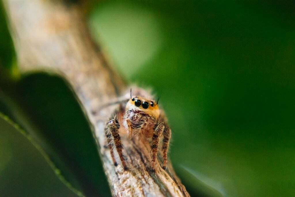 General spider macro photograph for tick bite versus brown recluse bite comparison