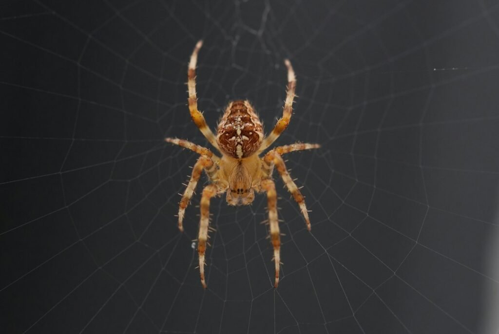 General spider macro photograph for tick bite versus black widow bite comparison