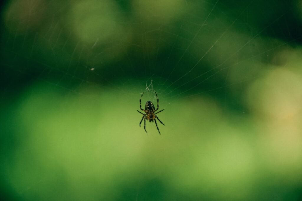General spider macro photograph for tick bite versus false widow bite comparison