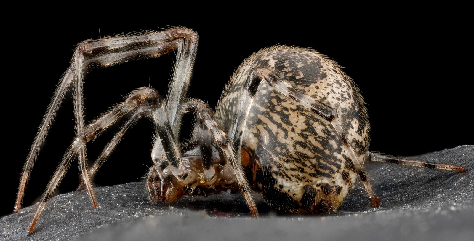 Unidentified house spider in a USGS reference photograph