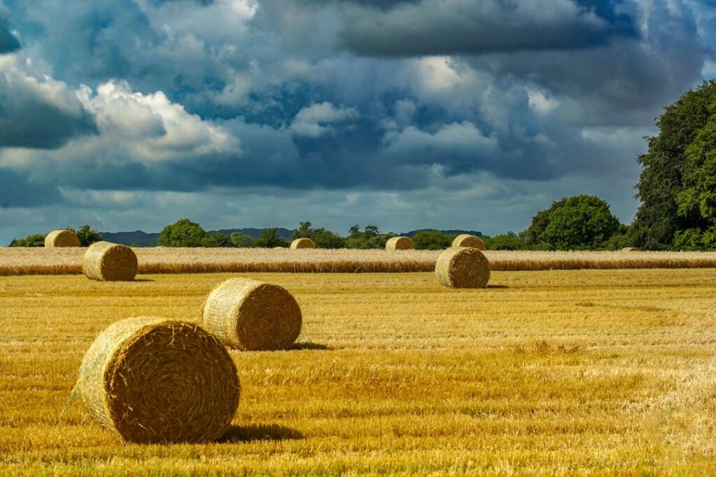 Hay field illustrating straw and hay exposure associated with straw itch mite risk