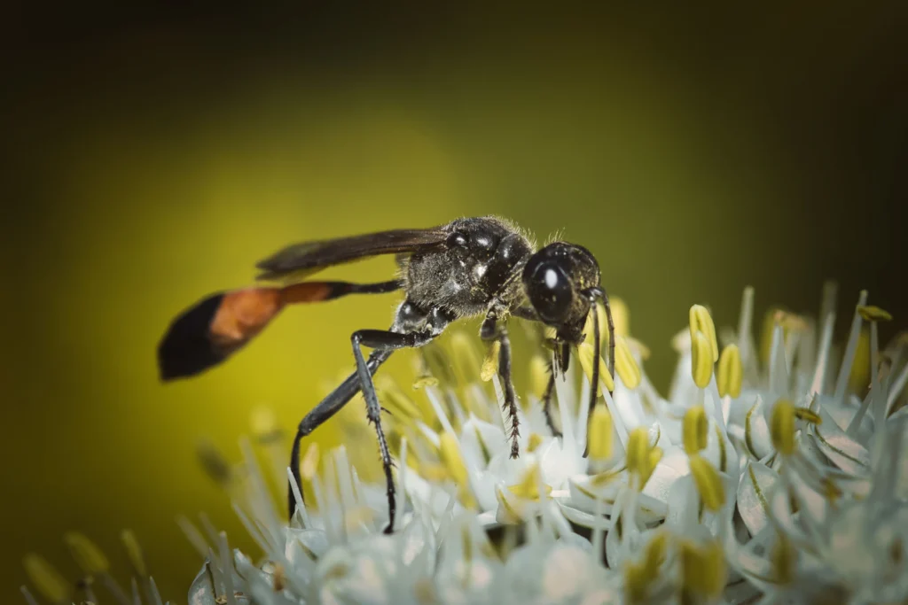 Macro photograph of a wasp on a flower, general editorial context only