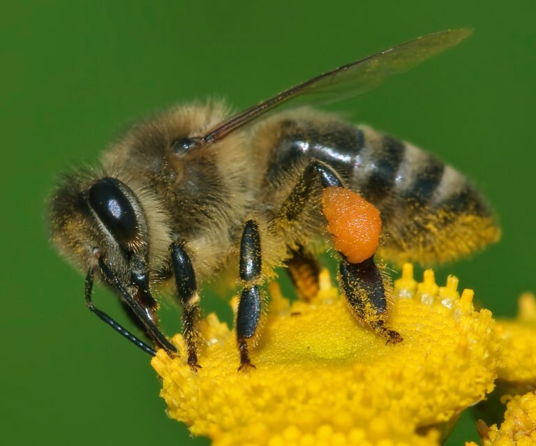 Western honey bee Apis mellifera worker collecting pollen on a yellow flower