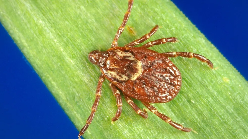 Close-up of an American dog tick on a green leaf