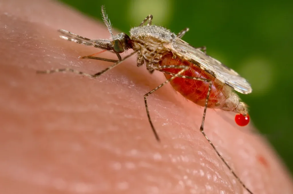 Female Anopheles stephensi mosquito taking a blood meal, with a droplet of blood at the tip of its abdomen