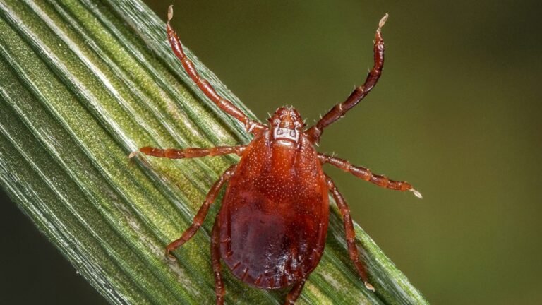 Magnified CDC reference photograph of a Asian longhorned tick (Haemaphysalis longicornis); tick appearance does not diagnose a skin lesion.