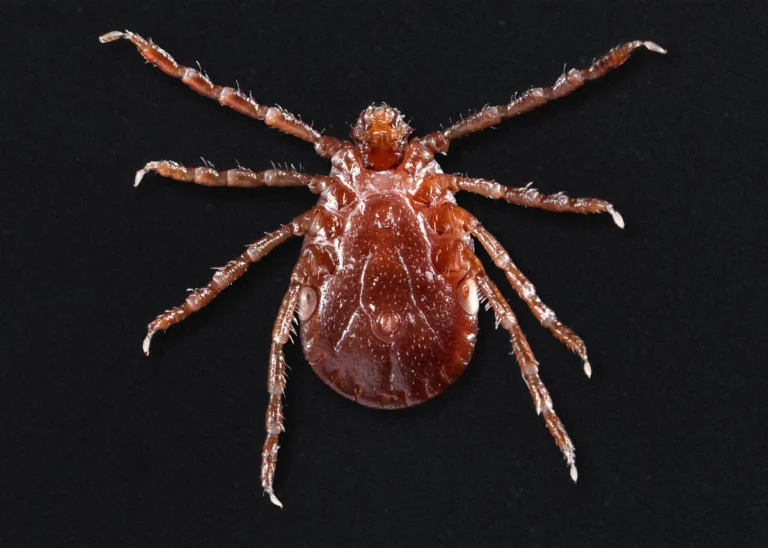 Female Asian longhorned tick (Haemaphysalis longicornis), ventral view