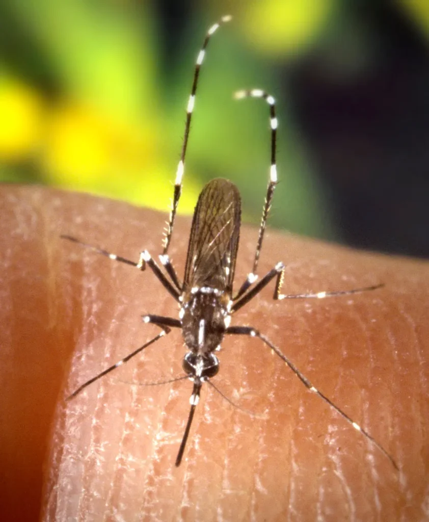 Asian tiger mosquito (Aedes albopictus) showing the distinctive white stripe on its back