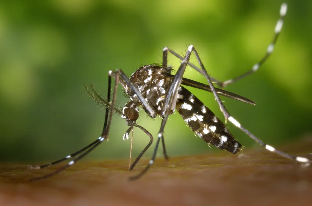 Asian tiger mosquito (Aedes albopictus) beginning a blood meal