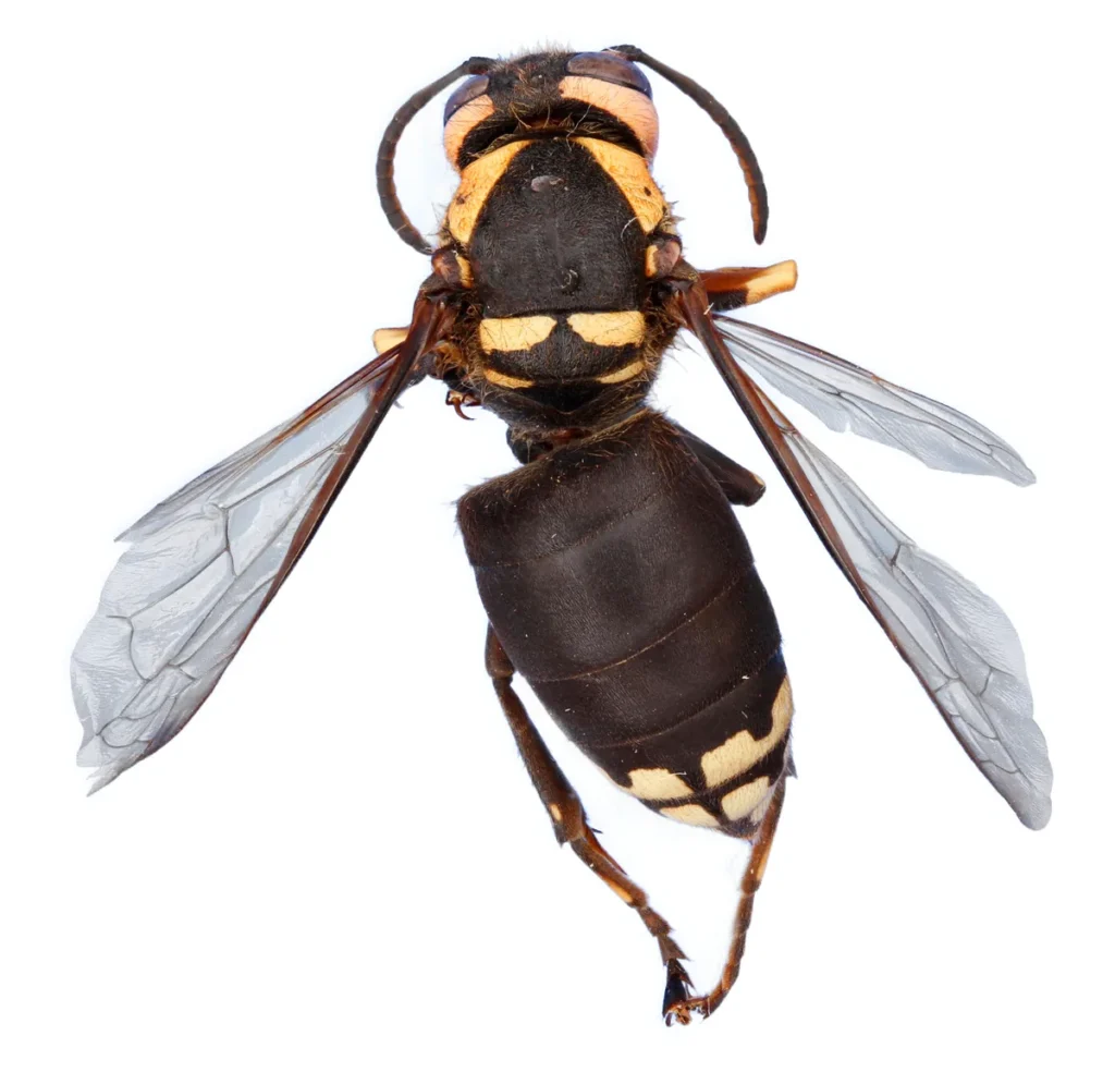 Bald-faced hornet (Dolichovespula maculata)