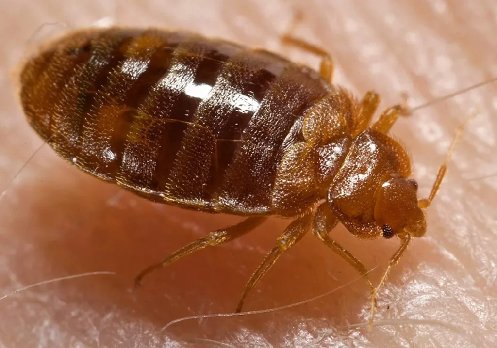 Bed bug (Cimex lectularius), oblique dorsal view