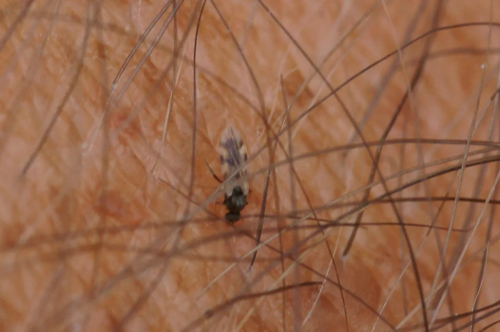 Biting midge (Culicoides impunctatus), also called a no-see-um, on skin