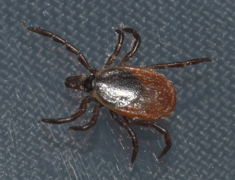 Close-up of a blacklegged tick (Ixodes scapularis)