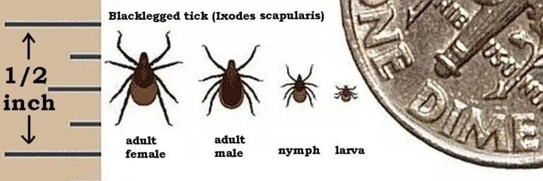 Labeled diagram of blacklegged tick (Ixodes scapularis) life stages: adult female, adult male, nymph, and larva