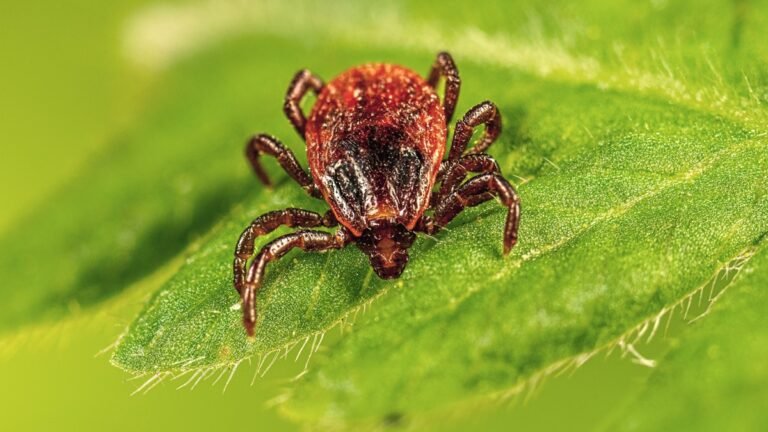 Magnified CDC reference photograph of a Brown dog tick (Rhipicephalus sanguineus); tick appearance does not diagnose a skin lesion.