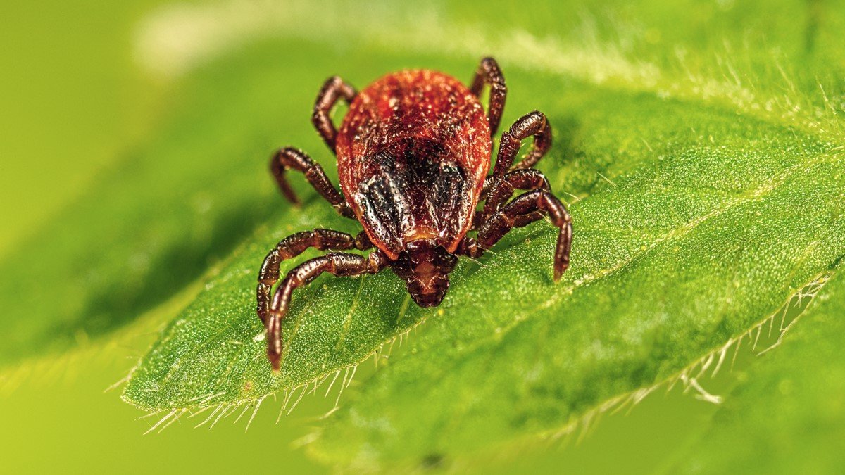 CDC reference photograph of a brown dog tick, Rhipicephalus sanguineus.