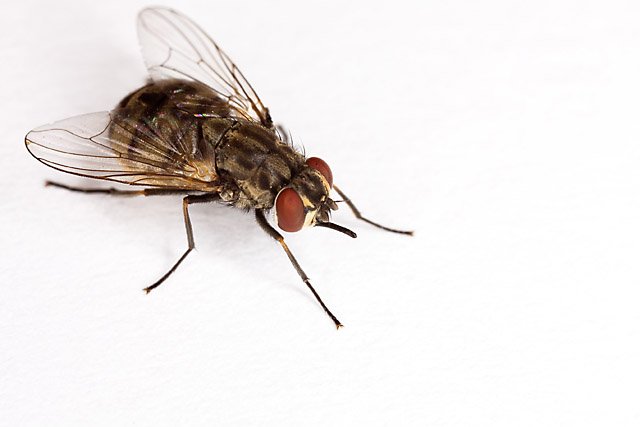 USDA ARS photograph of an adult stable fly (Stomoxys calcitrans), a biting blood-feeding fly
