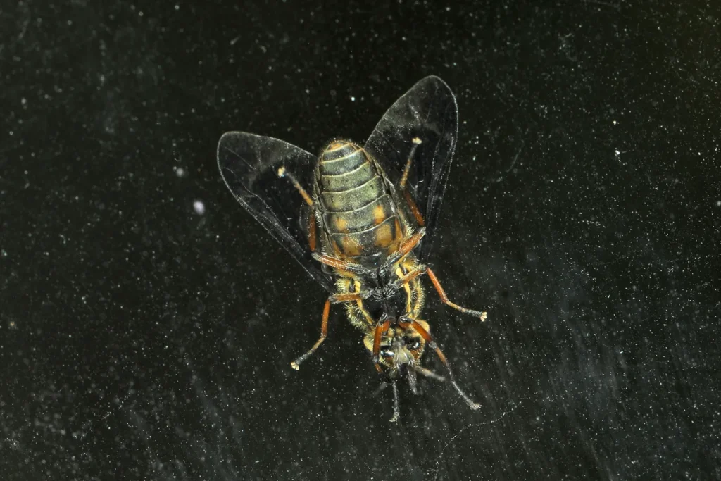 Deer fly (Chrysops sp.)
