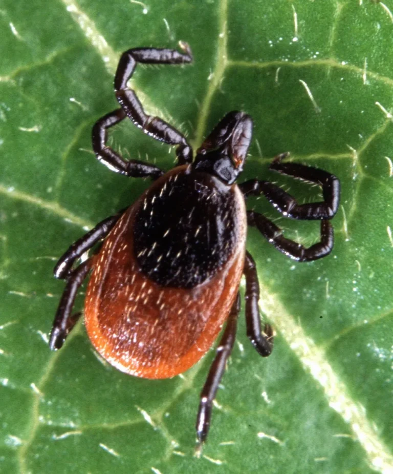 Adult female deer tick (Ixodes scapularis) on a leaf, showing its dark shield and reddish-brown body