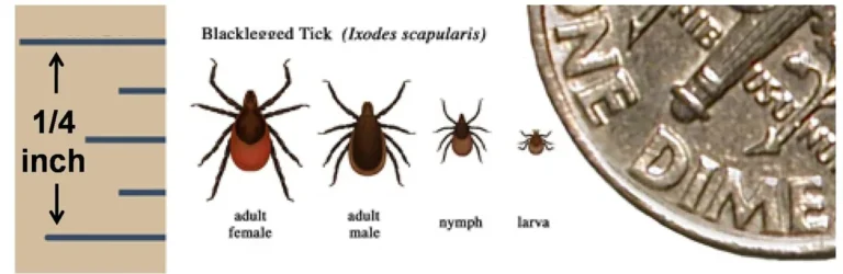 Life stages of the blacklegged tick (Ixodes scapularis): adult female, adult male, nymph, and larva shown beside a dime for scale