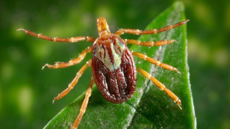 Magnified CDC reference photograph of a Gulf Coast tick (Amblyomma maculatum); tick appearance does not diagnose a skin lesion.