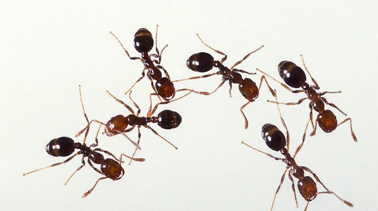 Red imported fire ants (Solenopsis invicta) in a USDA ARS reference photograph