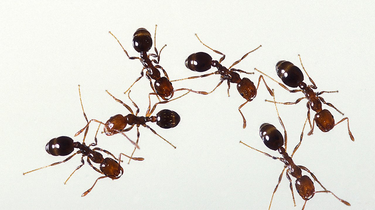 Fire ants on soil used as a red ant sting identification reference