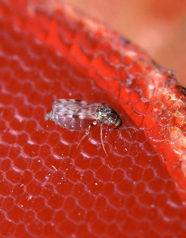 USDA ARS photograph of a female biting midge (Culicoides sonorensis), commonly called a no-see-um