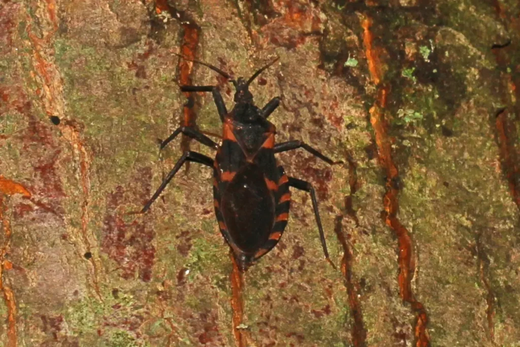 Eastern blood-sucking conenose (Triatoma sanguisuga), a kissing bug