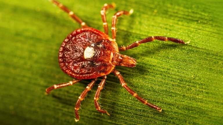 Magnified CDC reference photograph of a Lone star tick (Amblyomma americanum); tick appearance does not diagnose a skin lesion.