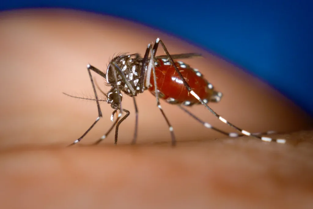 Female Aedes albopictus mosquito