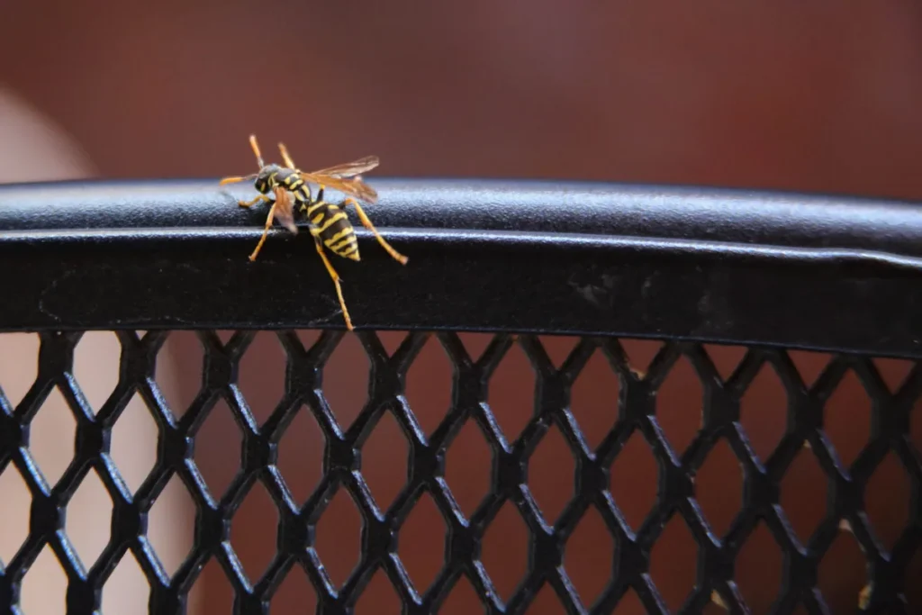 European paper wasp (Polistes dominula)