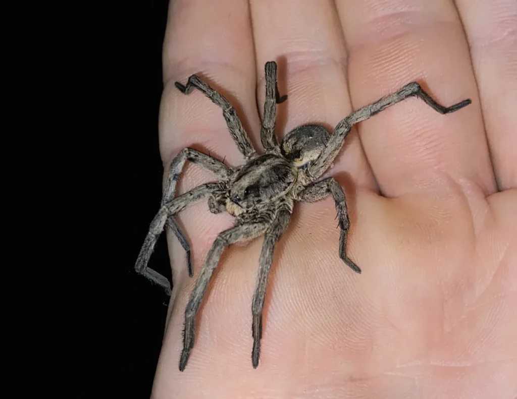 Carolina wolf spider (Hogna carolinensis), a large hunting spider