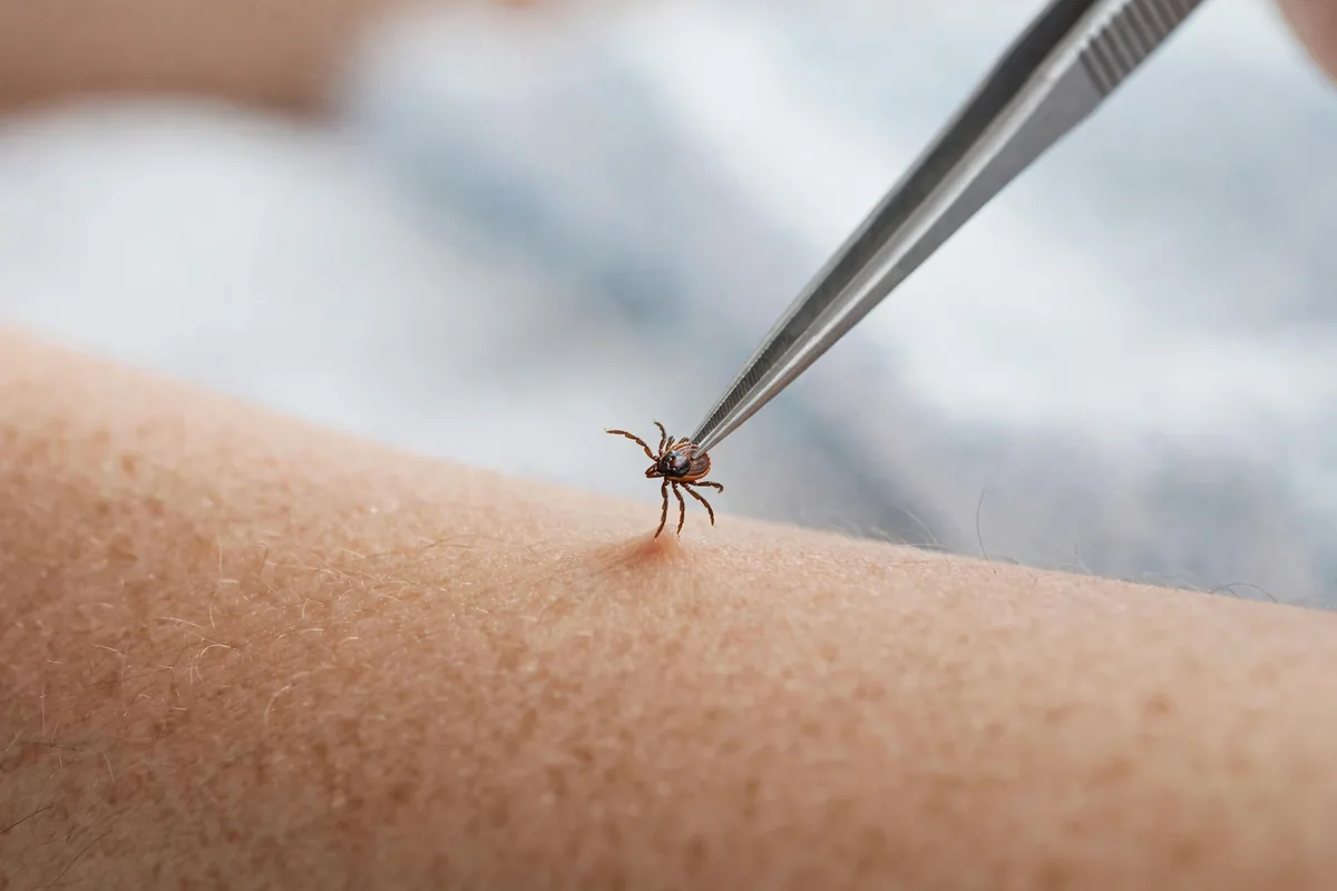 Tick Bite: Your First-24-Hours Checklist - illustration 1